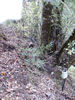 Mattole091029Antenna